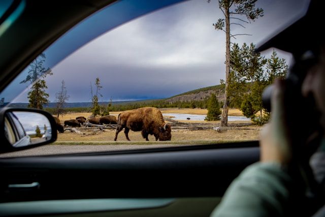 Yellowstone en famille