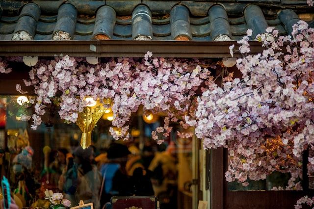 Itinéraire entre le Japon et la Corée, cerisiers en fleurs