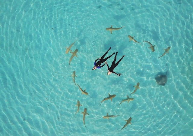 Séjour en Polynésie Française, nage avec les requins