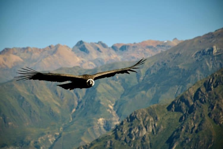 Canyon de Colca