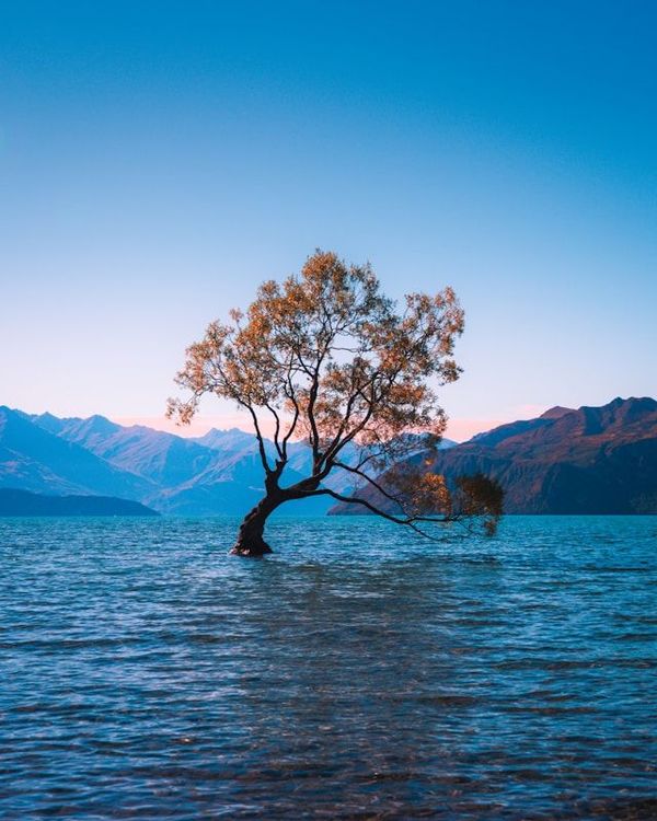 Wānaka Tree