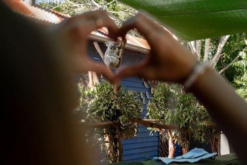 Koala dans l'Est Australien